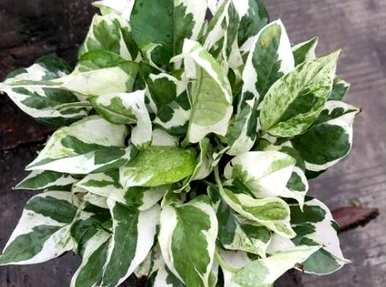 花呢？釜濂界湅