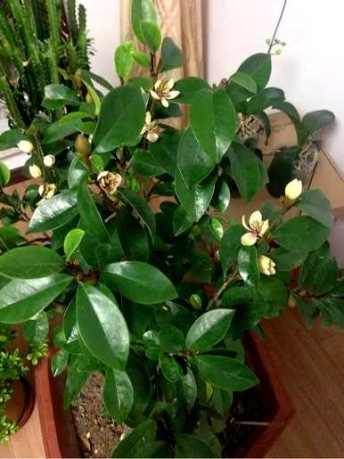 四季含笑花好养吗？四季含笑花树