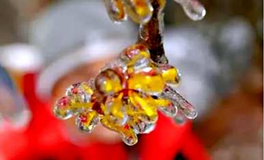 金缕梅女巫是金卡植物吗？金缕梅女巫能把植物变回来吗？