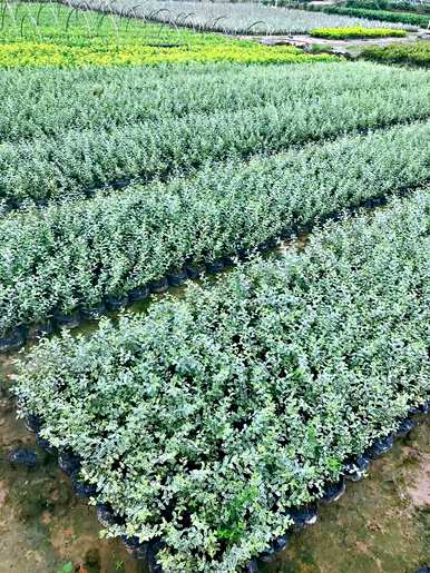 木犀科植物的药用价值，木犀科植物有哪些中药？