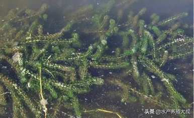 如何种植轮叶黑藻？轮叶黑藻能种在沙子里吗？