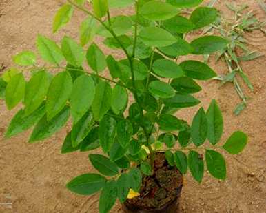 什么是植物活化石，什么是植物活化石？