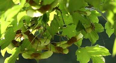什么是植物活化石，什么是植物活化石？