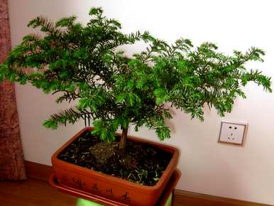 红豆杉盆景怎么做，红豆杉盆景怎么做？