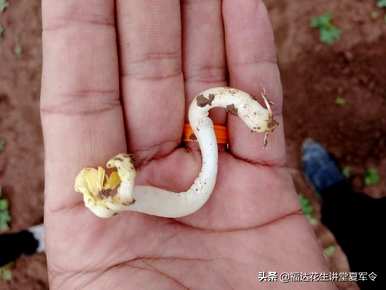 种子萌发的条件和过程，种子萌发的条件和过程