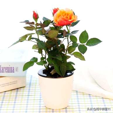 如何在北方种植玫瑰？在北方种植玫瑰的最佳时间