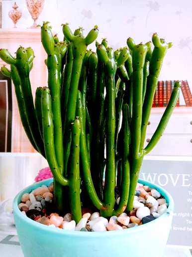 有毒植物的特点是什么，有毒植物是什么？