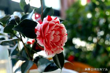 红红丹茶花简介，红红丹茶花的优缺点