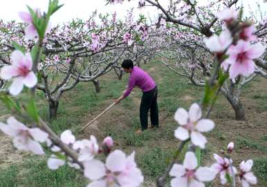 日本桃树种植技术视频的种植方法和技巧