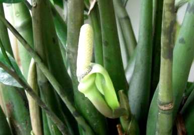 金钱树开花极其罕见。为什么金钱树不开花？