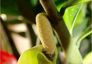 金钱树开花极其罕见。为什么金钱树不开花？