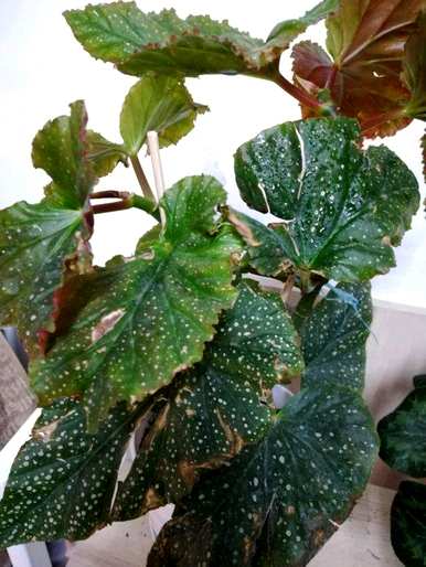 如何养竹节秋海棠？竹节秋海棠留芽点
