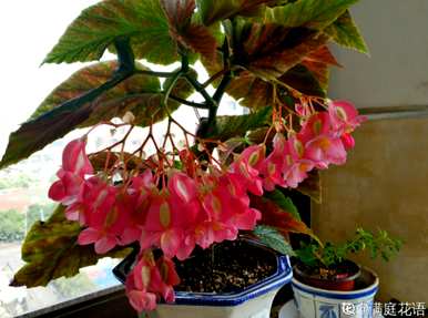 如何养竹节秋海棠？竹节秋海棠留芽点