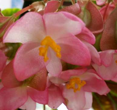 如何养竹节秋海棠？竹节秋海棠留芽点