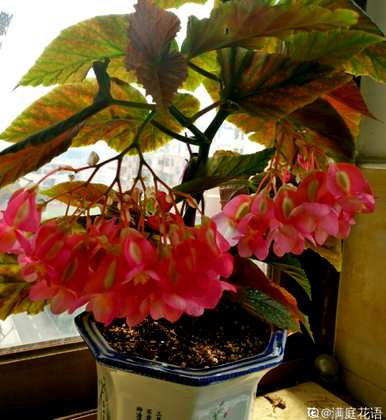如何养竹节秋海棠？竹节秋海棠留芽点