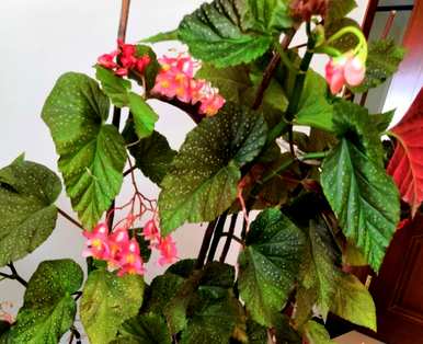 如何养竹节秋海棠？竹节秋海棠留芽点