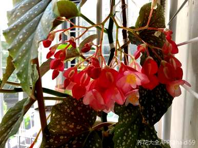 如何养竹节秋海棠？竹节秋海棠留芽点