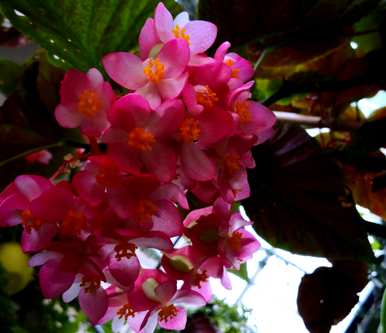如何养竹节秋海棠？竹节秋海棠留芽点