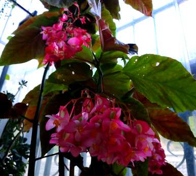 如何养竹节秋海棠？竹节秋海棠留芽点