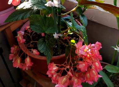 如何养竹节秋海棠？竹节秋海棠留芽点