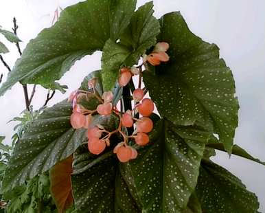如何养竹节秋海棠？竹节秋海棠留芽点