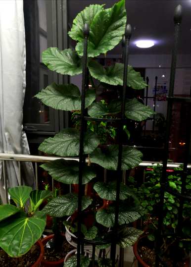 如何养竹节秋海棠？竹节秋海棠留芽点