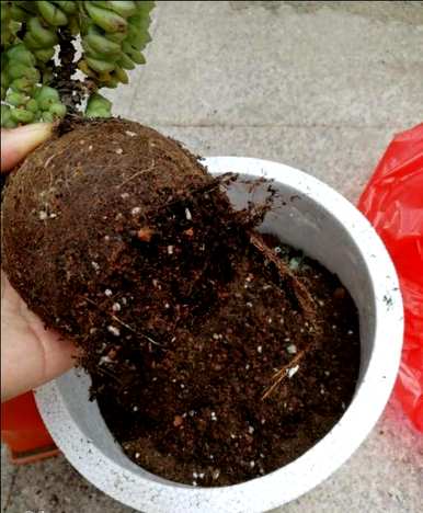 钱串子冬天可以移栽吗？移栽钱串子的注意事项