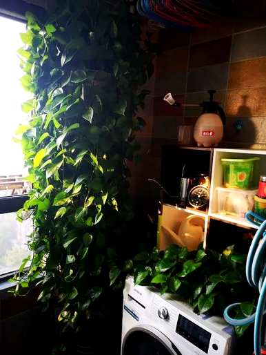 水养绿萝用什么水长得更茂盛，水养绿萝长得又绿又快浇什么？