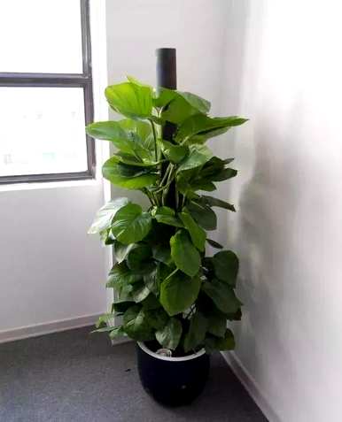 水养绿萝用什么水长得更茂盛，水养绿萝长得又绿又快浇什么？