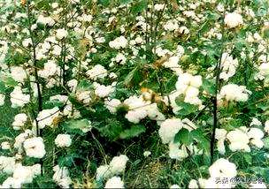 种植棉花需要什么条件，棉花生长的条件是什么？