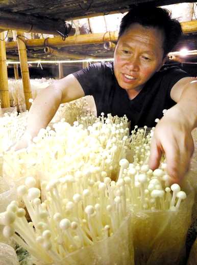 如何种植金针菇，如何种植金针菇