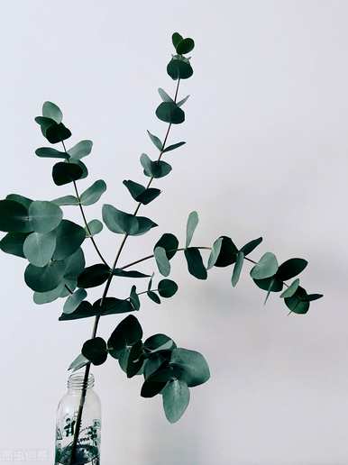 什么是尤加利的花语，什么是尤加利的花语