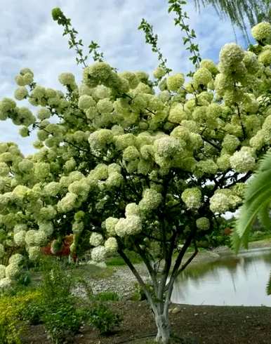 木绣球种子可以种植吗？木绣球种子种植方法