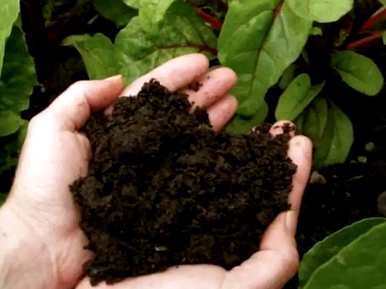 木绣球种子可以种植吗？木绣球种子种植方法
