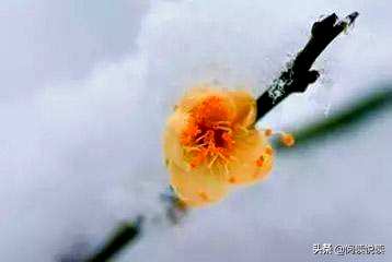 梅花形容什么角色，梅花象征什么角色