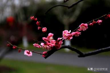梅花形容什么角色，梅花象征什么角色