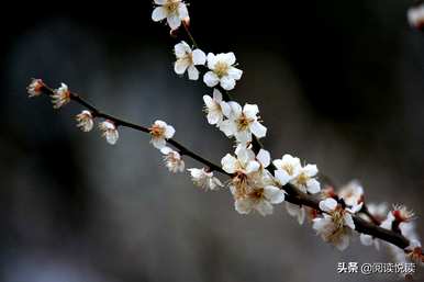 梅花形容什么角色，梅花象征什么角色