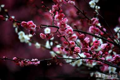梅花形容什么角色，梅花象征什么角色