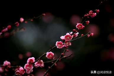 梅花形容什么角色，梅花象征什么角色