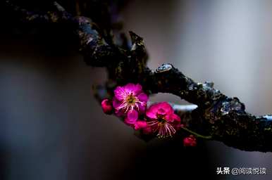 梅花形容什么角色，梅花象征什么角色