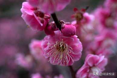 梅花形容什么角色，梅花象征什么角色