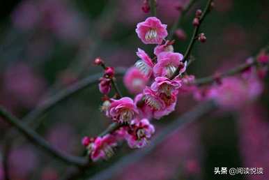 梅花形容什么角色，梅花象征什么角色
