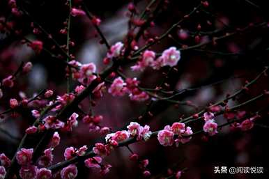 梅花形容什么角色，梅花象征什么角色