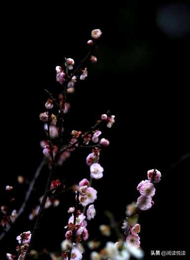 梅花形容什么角色，梅花象征什么角色