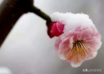 梅花形容什么角色，梅花象征什么角色