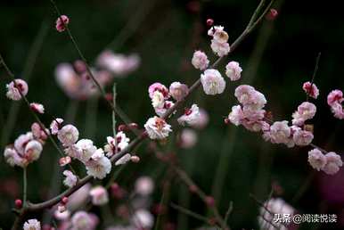 梅花形容什么角色，梅花象征什么角色