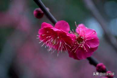 梅花形容什么角色，梅花象征什么角色