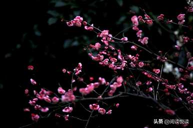 梅花形容什么角色，梅花象征什么角色