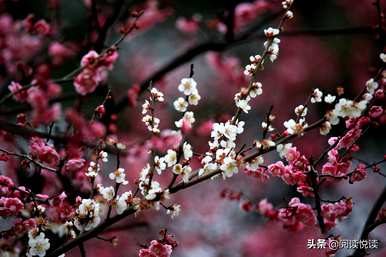 梅花形容什么角色，梅花象征什么角色