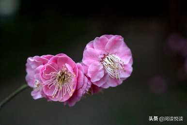 梅花形容什么角色，梅花象征什么角色